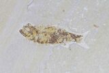 Lot: Green River Fossil Fish - Pieces #84149-2